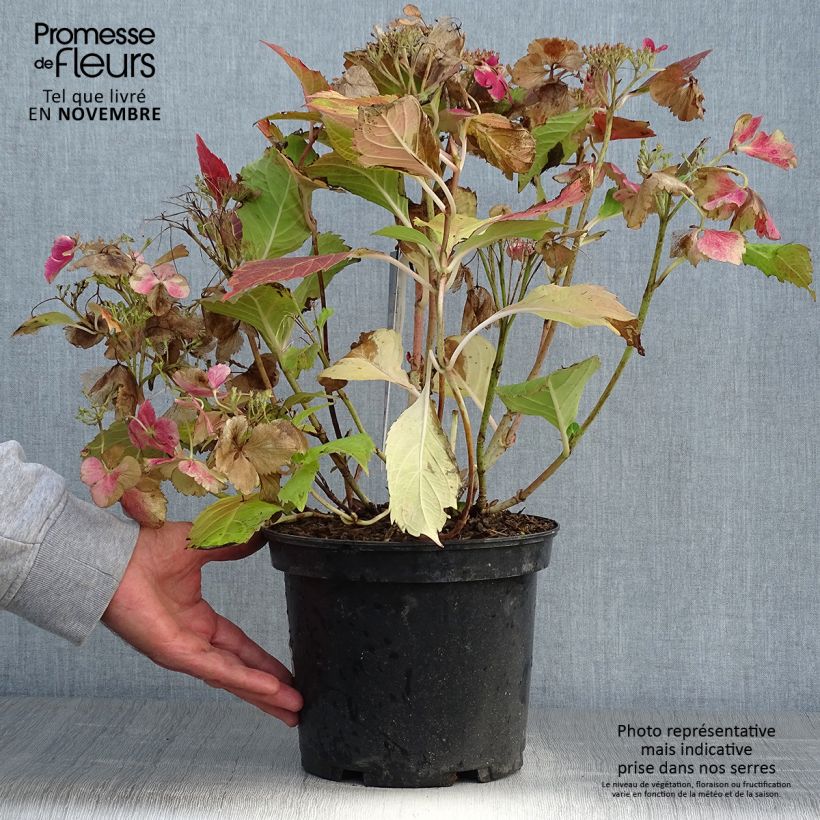 Ejemplar de Hortensia - Hydrangea macrophylla French Cancan Pot de 4L/5L entregado en otoño