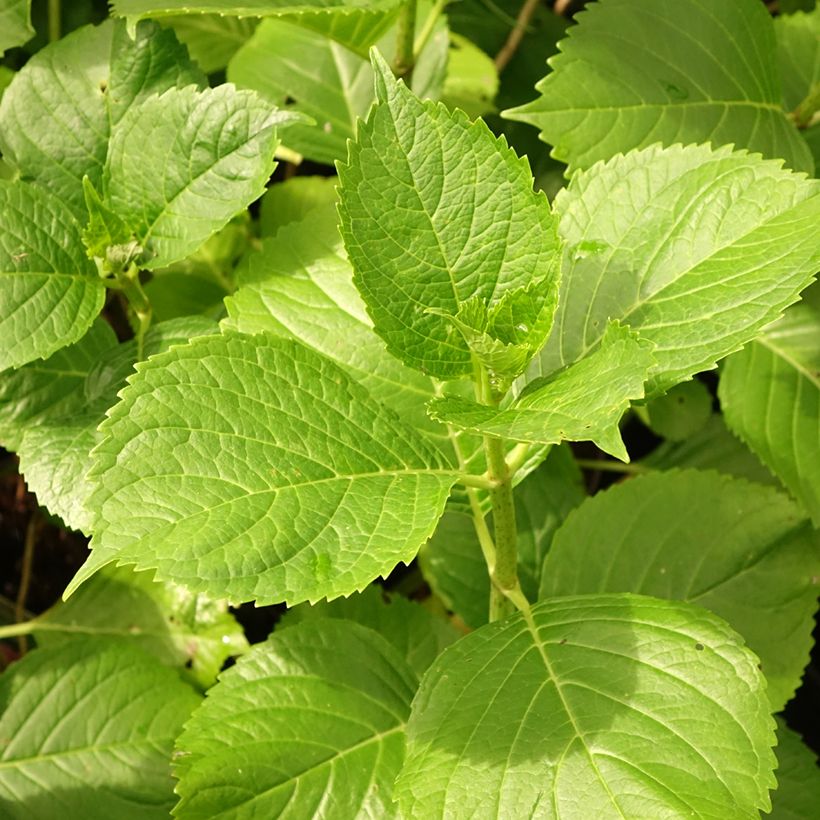 Hortensia macrophylla Gertrud Glahn - Hydrangea (Follaje)