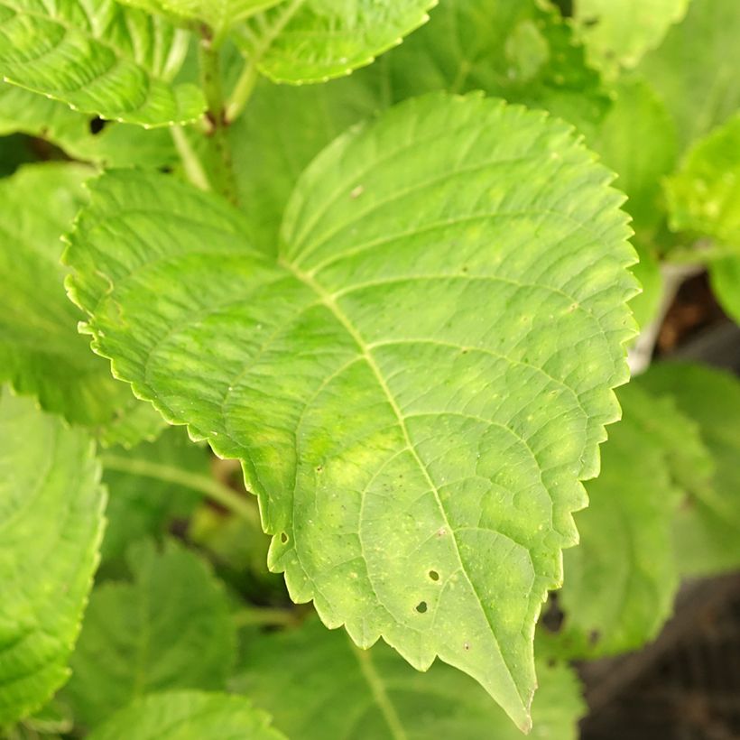 Hortensia macrophylla Green Ever Belles - Hydrangea (Follaje)