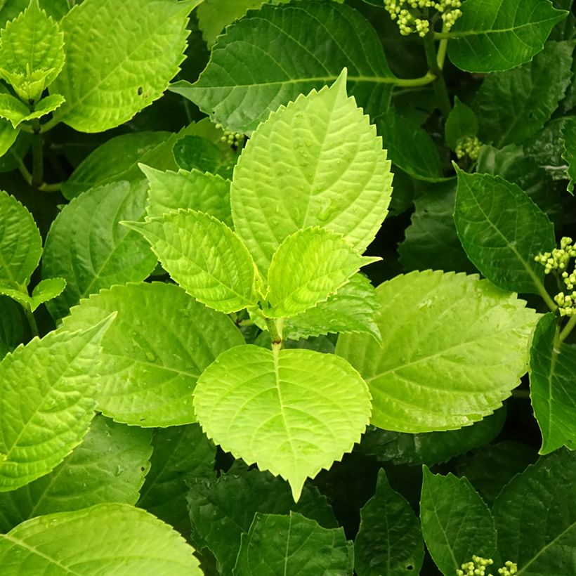 Hortensia macrophylla Hovaria Hobergine - Hydrangea (Follaje)