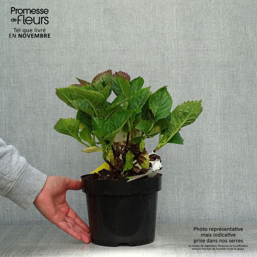 Ejemplar de Hortensia - Hydrangea macrophylla Kardinal Violet Pot de 2L/3L entregado en otoño