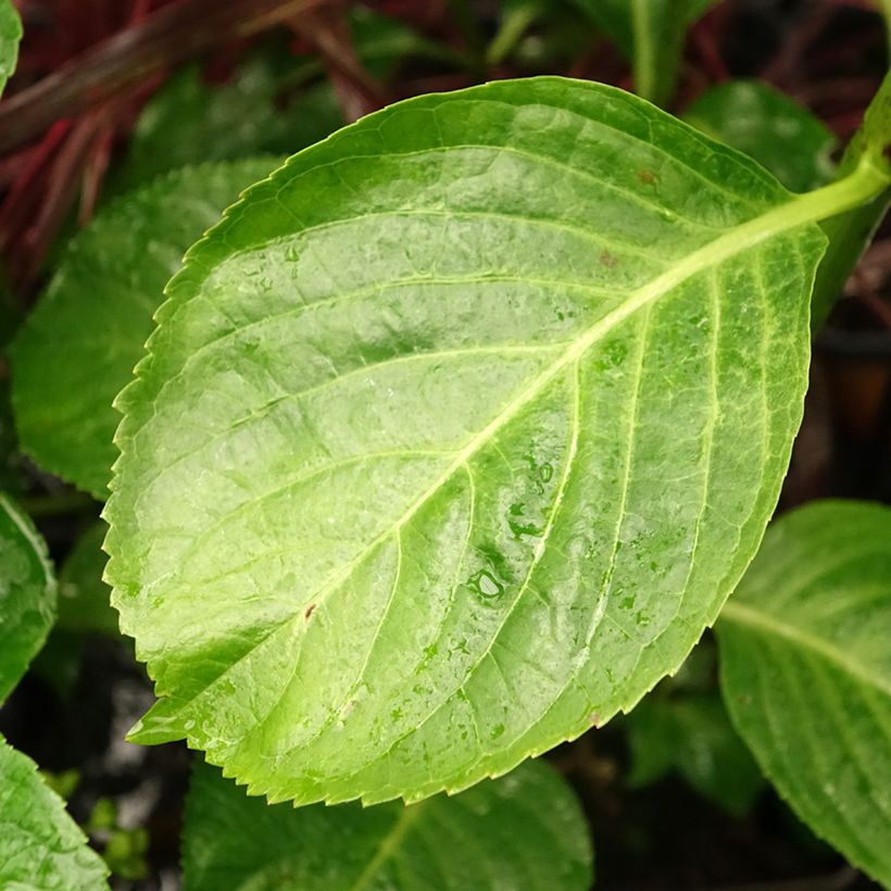 Hortensia macrophylla Kazan - Hydrangea (Follaje)