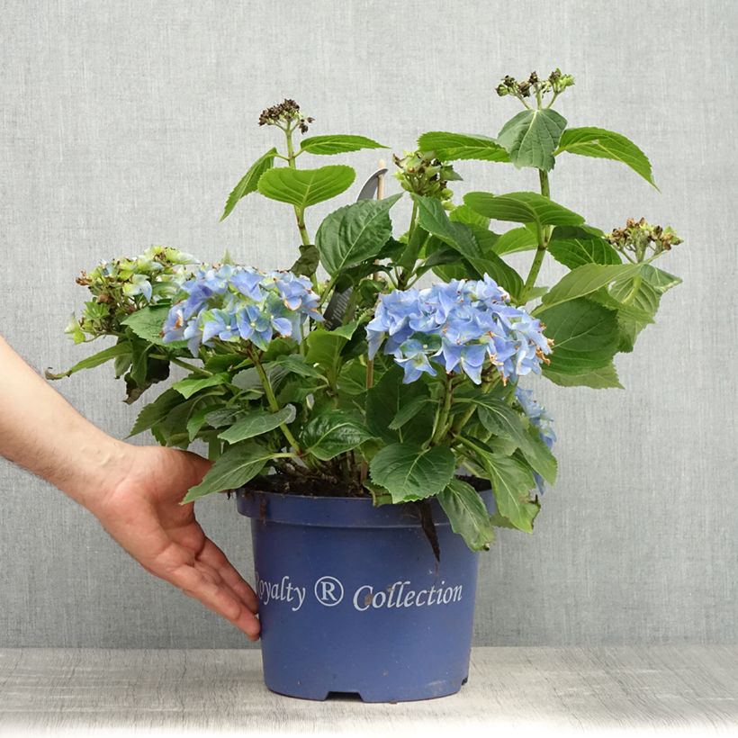 Hortensia - Hydrangea macrophylla Lady Mata Hari - Pot de 4L/5L Ejemplar entregado en la primavera