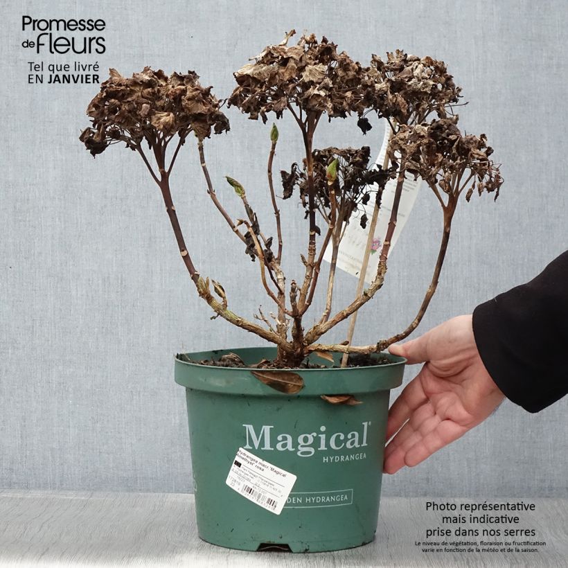 Hortensia - Hydrangea macrophylla Magical Amethyst Pot de 3L/4L Ejemplar entregado en invierno