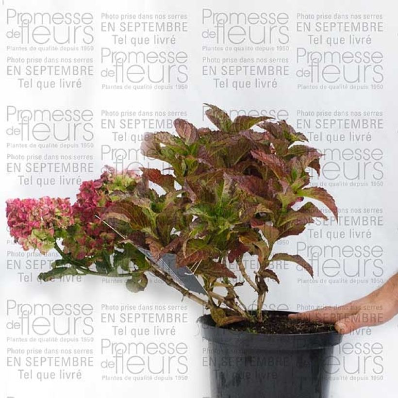 Ejemplo de ejemplar de Hortensia - Hydrangea macrophylla Magical Jade Pot de 2L/3L tal y como se entrega