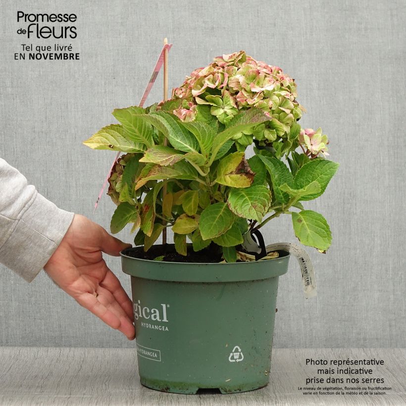 Ejemplar de Hortensia - Hydrangea macrophylla Magical Jewel rosa - Pot de 4L/5L entregado en otoño