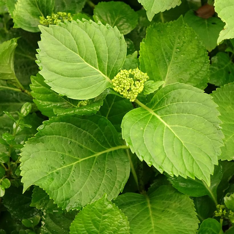 Hortensia macrophylla Nikko Blue - Hydrangea (Follaje)