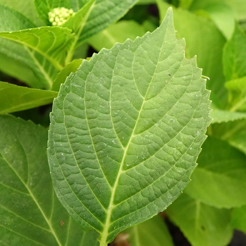 Hortensia macrophylla Pink Pop - Hydrangea (Follaje)