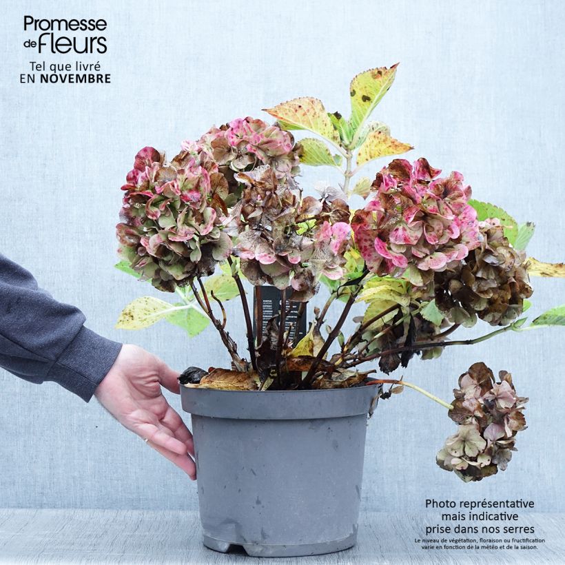 Ejemplar de Hortensia - Hydrangea macrophylla Rosita en pot de 10L entregado en otoño