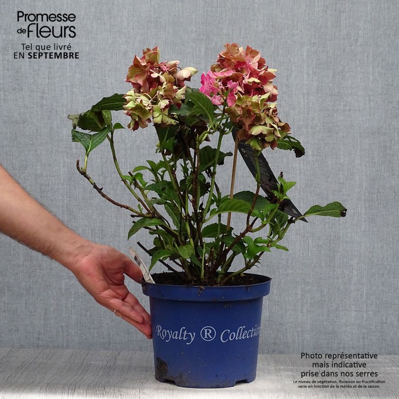 Ejemplar de Hortensia - Hydrangea macrophylla Selma Pot de 5L entregado en otoño