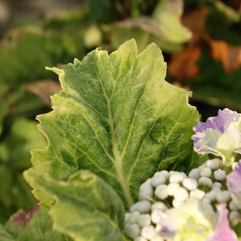 Hortensia macrophylla So Long Starlit Sky - Hydrangea (Follaje)