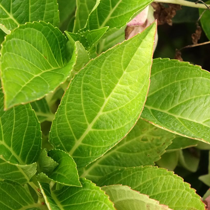 Hortensia macrophylla Soft Pink Salsa - Hydrangea (Follaje)