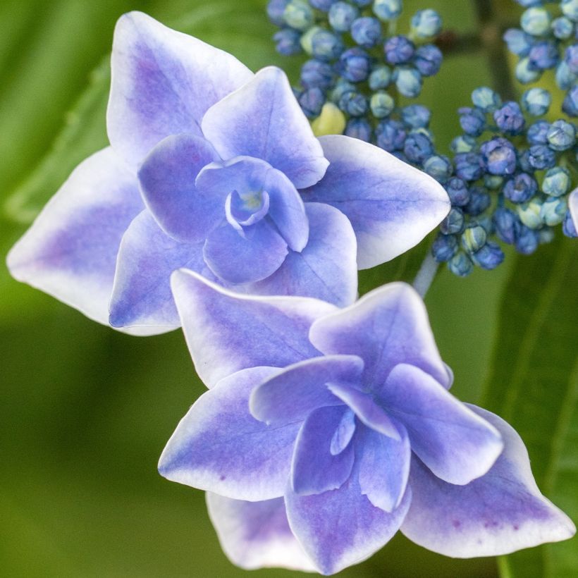 Hortensia macrophylla Star Gazer Blue - Hydrangea (Floración)