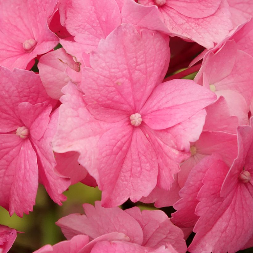 Hortensia macrophylla Stellar Pink - Hydrangea (Floración)