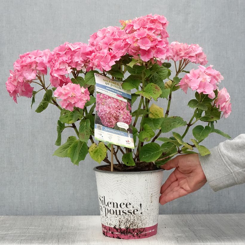 Ejemplar de Hortensia - Hydrangea macrophylla Stellar Rose - Pot de 4L/5L entregado en verano