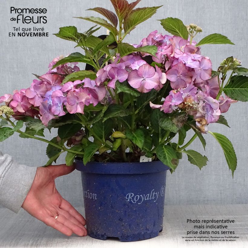 Ejemplar de Hortensia - Hydrangea macrophylla Tiffany Pot de 4L/5L entregado en otoño