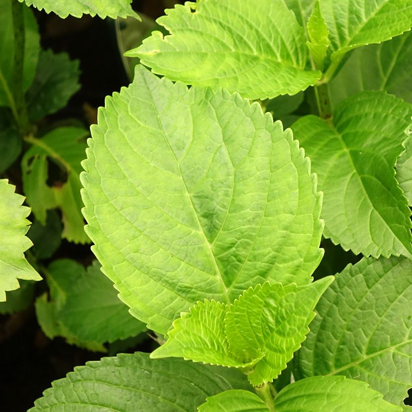 Hortensia macrophylla Verdi - Hydrangea (Follaje)