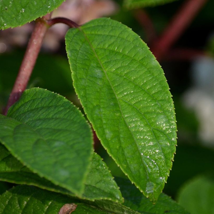 Hortensia paniculata Bobo - Hydrangea paniculata (Follaje)