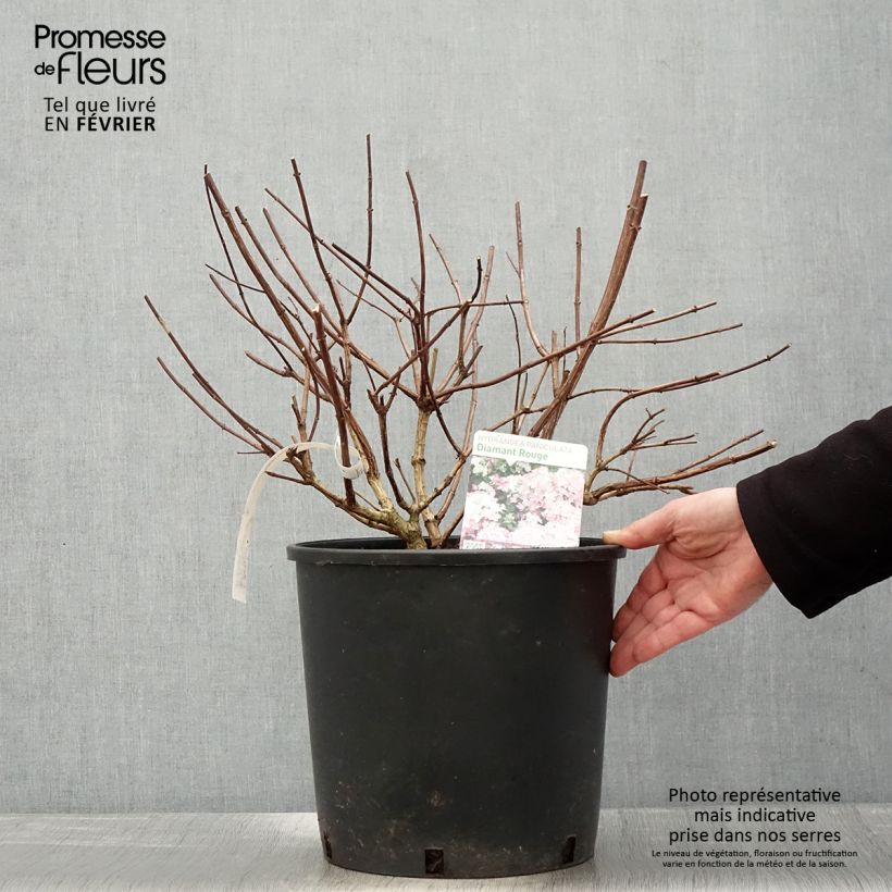 Hortensia - Hydrangea paniculata Diamant Rouge en pot de 10L Ejemplar entregado en invierno