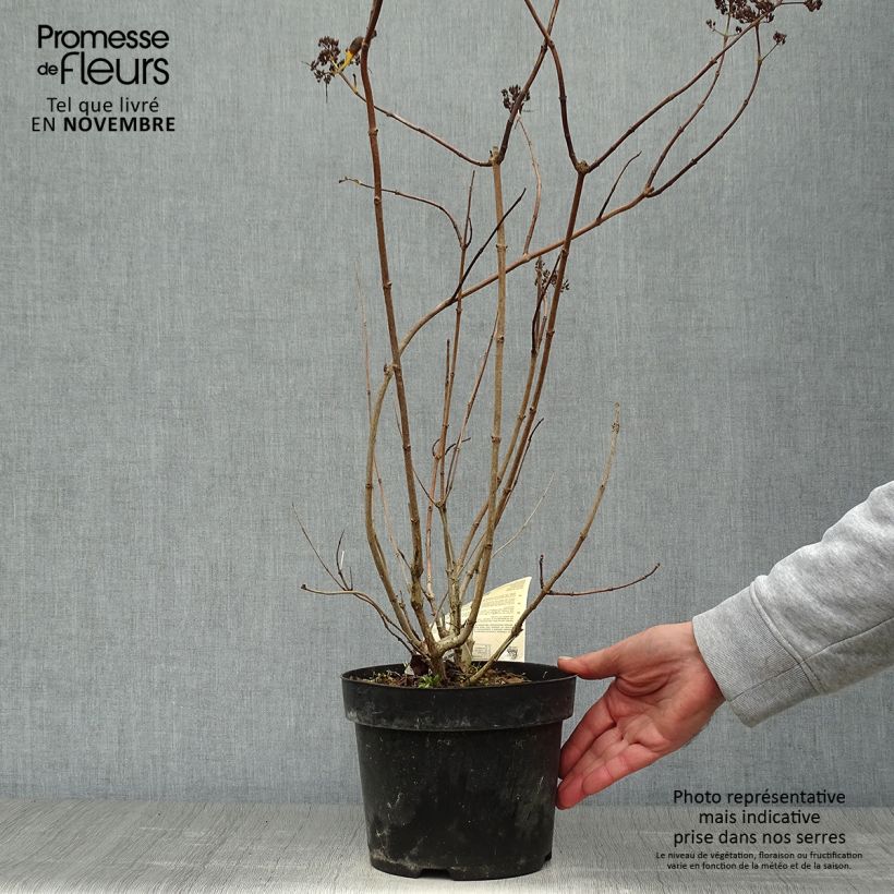 Ejemplar de Hortensia - Hydrangea paniculata Levana en pot de 3,5L entregado en otoño