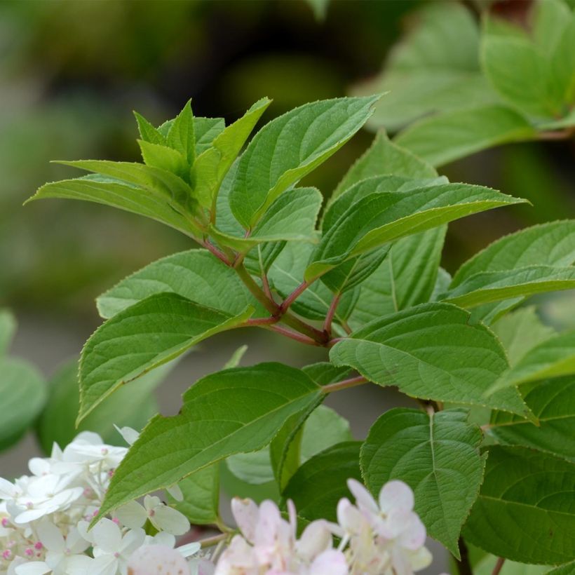 Hortensia paniculata Limelight - Hydrangea paniculata (Follaje)