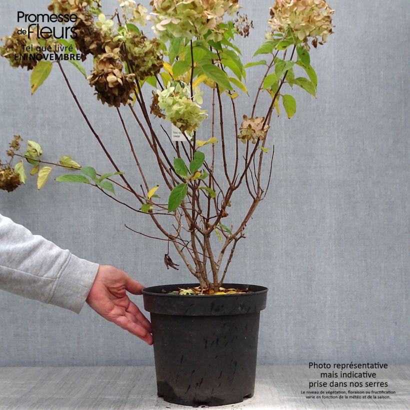 Ejemplar de Hortensia - Hydrangea paniculata Limelight en pot de 6L/7L entregado en otoño