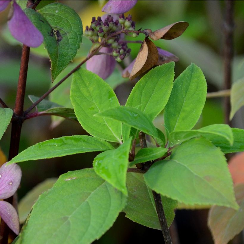 Hortensia paniculata Little Lime - Hydrangea (Follaje)