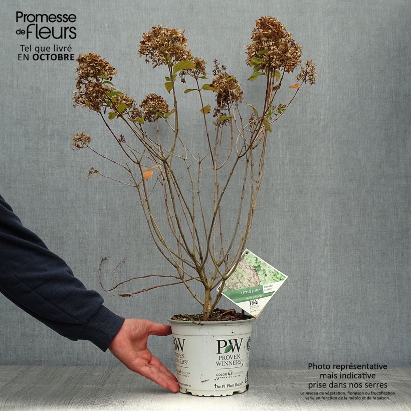 Ejemplar de Hortensia - Hydrangea paniculata Little Lime Pot de 3,5L entregado en otoño