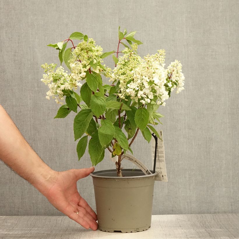 Ejemplar de Hortensia - Hydrangea paniculata Magical Mont Blanc Pot de 3L/4L entregado en verano