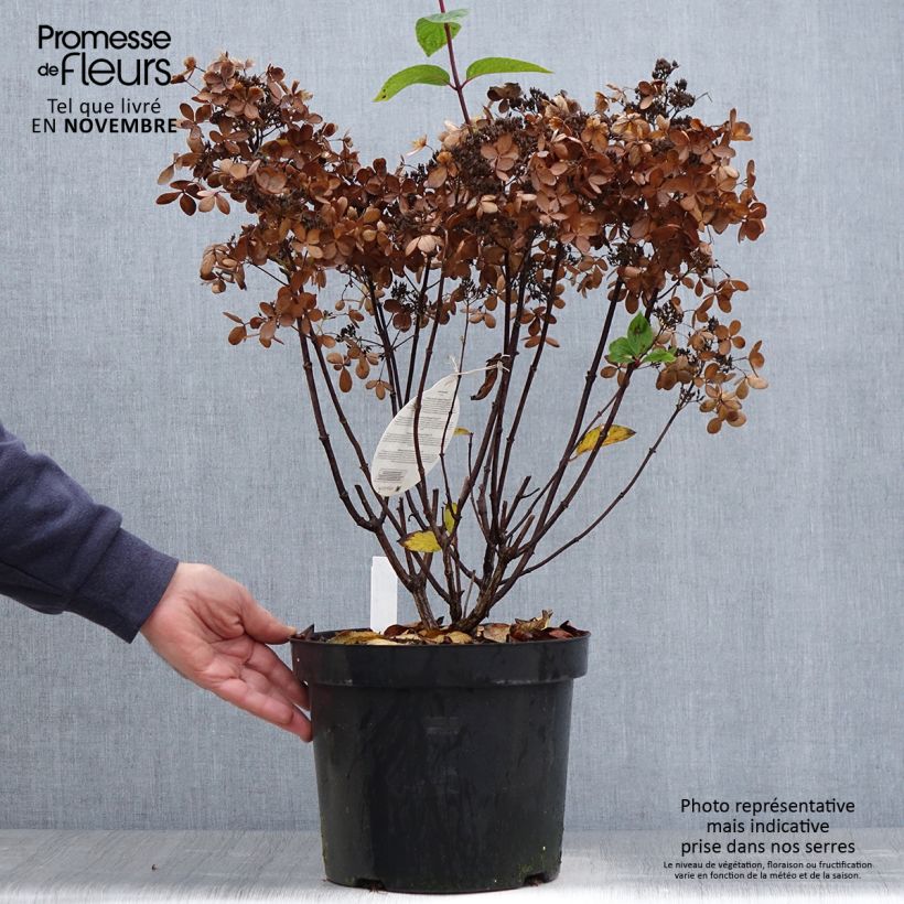 Ejemplar de Hortensia - Hydrangea paniculata Pastelgreen en pot de 7,5L entregado en otoño