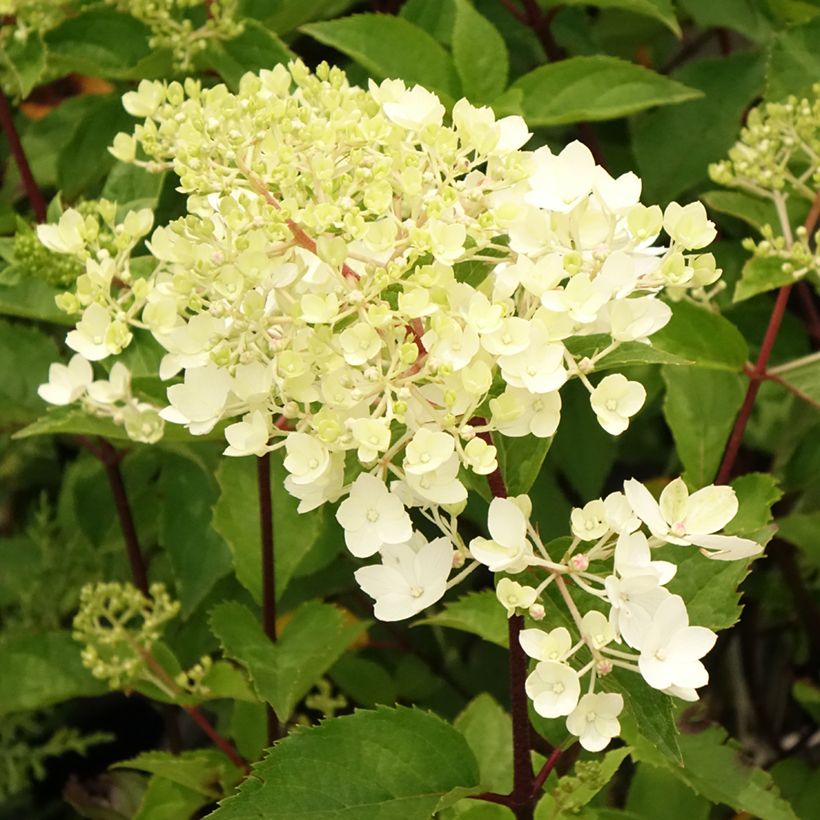 Hortensia paniculata Pinkachu - Hydrangea paniculata (Floración)