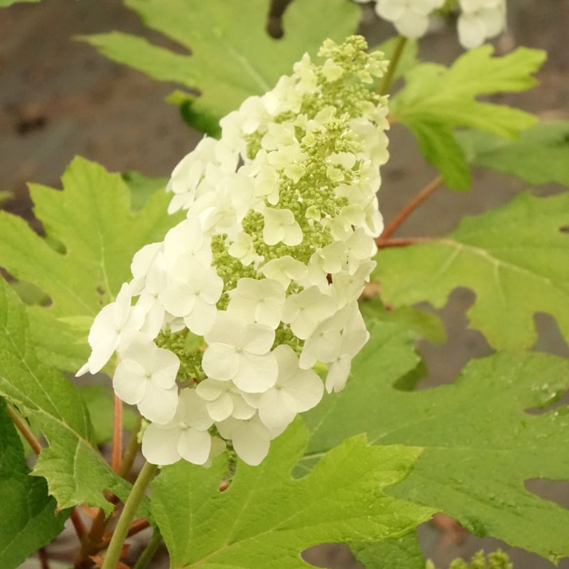 Hortensia quercifolia Applause - Hortensia de hoja de roble (Floración)