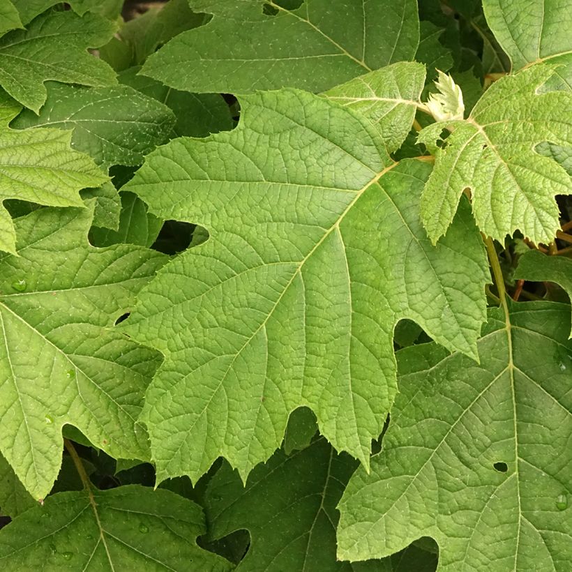 Hortensia quercifolia Snowflake - Hortensia de hoja de roble (Follaje)