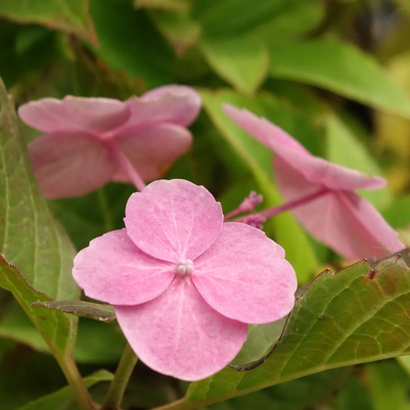 Hortensia serrata Cotton Candy - Hydrangea (Floración)