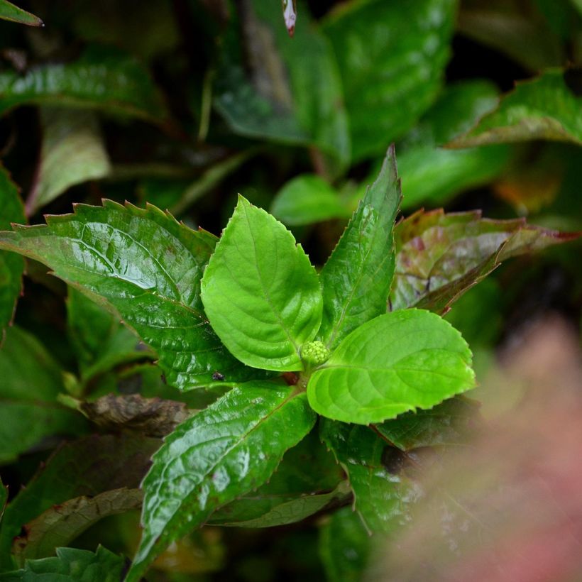 Hortensia serrata Graciosa - Hydrangea (Follaje)