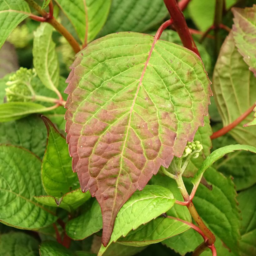 Hortensia serrata Klaveren - Hydrangea (Follaje)