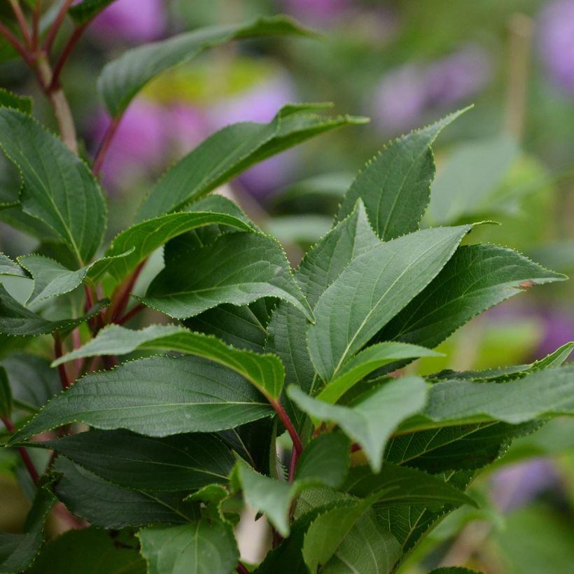 Hortensia serrata Blue Bird - Hydrangea (Follaje)