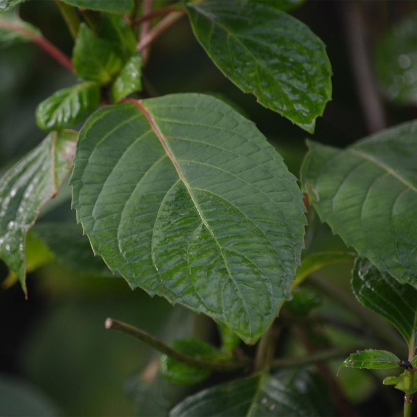 Hortensia serrata Precioza - Hydrangea (Follaje)