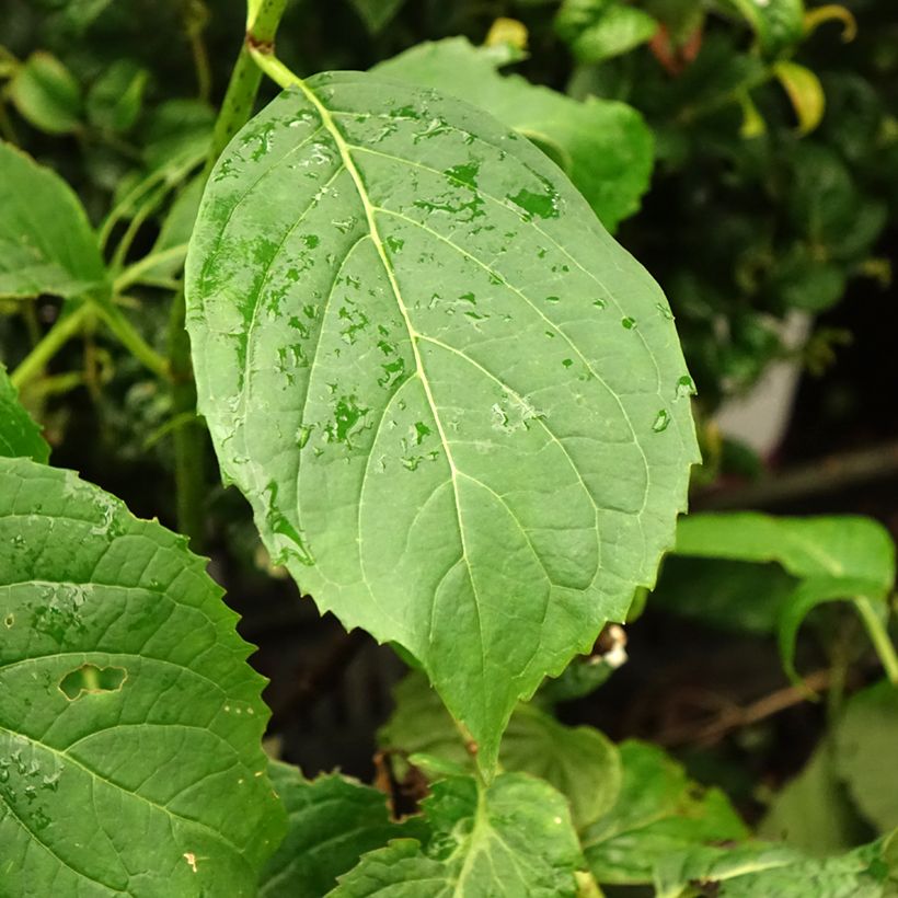 Hortensia serrata Vicomte de Kerlot - Hydrangea (Follaje)