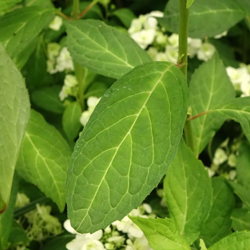 Hortensia serrata White on White - Hydrangea (Follaje)