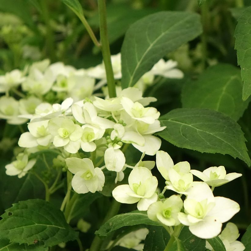 Hortensia serrata White on White - Hydrangea (Floración)