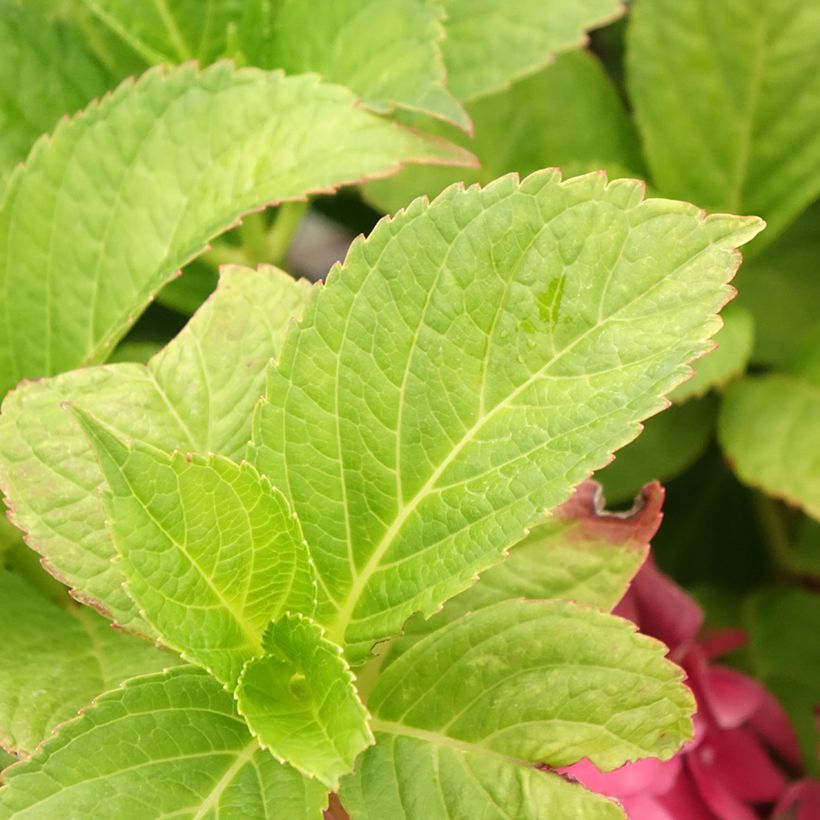 Hortensia macrophylla Eughen Hahn - Hydrangea (Follaje)