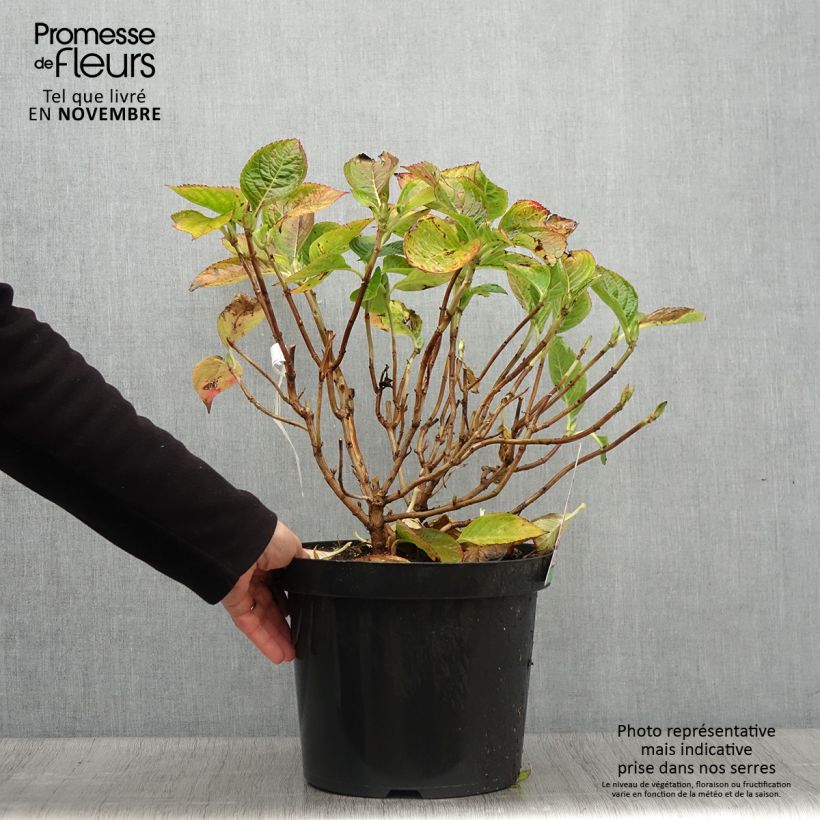 Ejemplar de Hortensia macrophylla King George V en pot de 7,5l/10l entregado en otoño