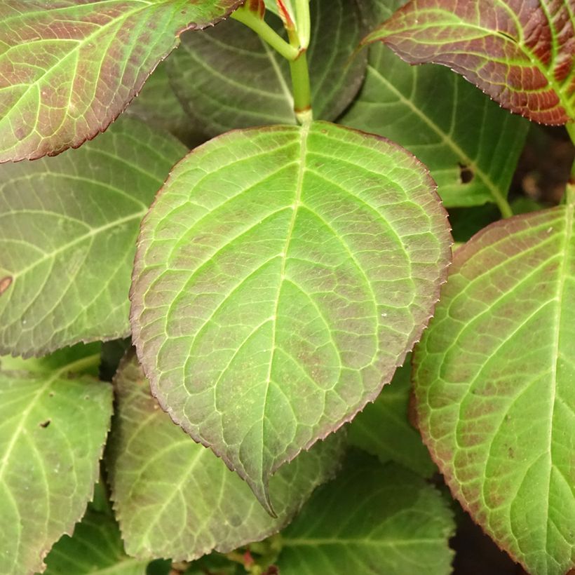 Hortensia macrophylla Miss Saori - Hydrangea (Follaje)