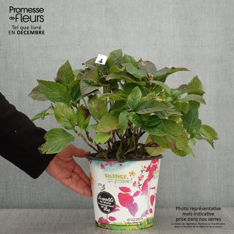 Ejemplar de Hortensia macrophylla Stellar Bleu en pot de 4l/5l entregado en otoño