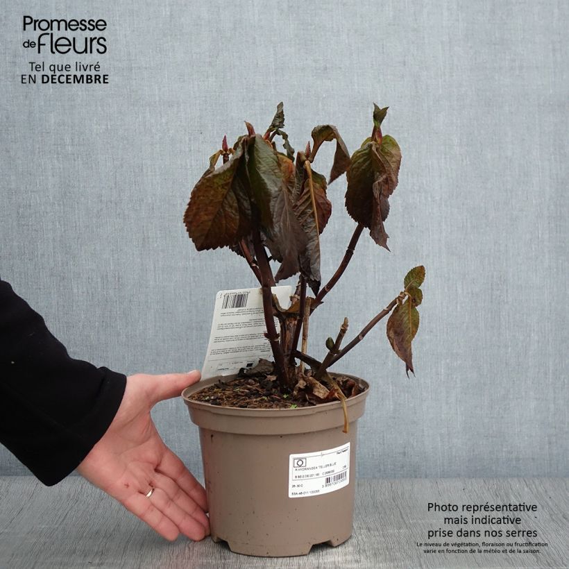 Ejemplar de Hortensia macrophylla Teller Blue en pot de 2L/3L entregado en otoño