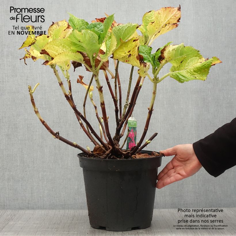 Ejemplar de Hortensia macrophylla Teller Red en pot de 7,5L/10L entregado en otoño