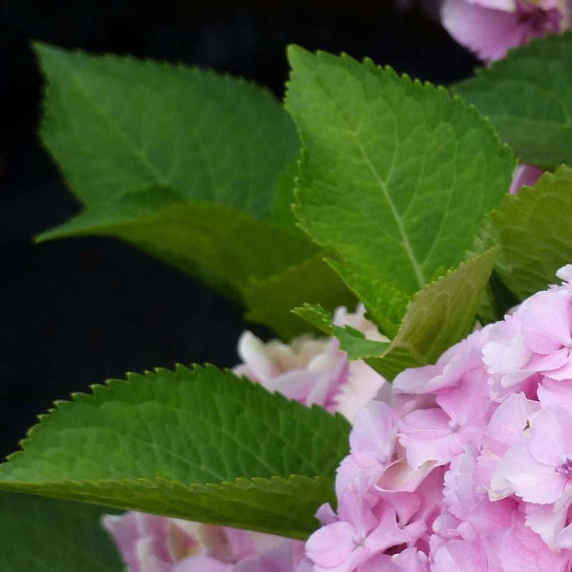 Hortensia macrophylla Magical Harmony - Hydrangea (Follaje)