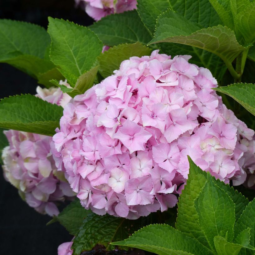 Hortensia macrophylla Magical Harmony - Hydrangea (Floración)