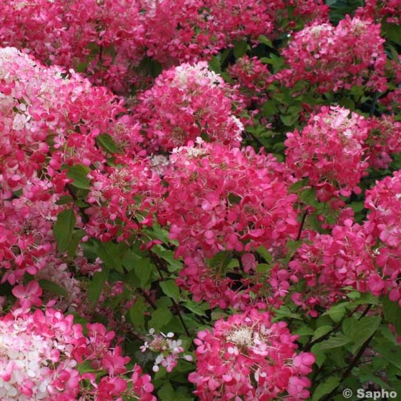 Hortensia paniculata Diamant Rouge - Hydrangea paniculata (Floración)